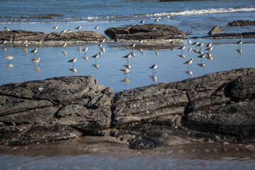 A flock of Lesser Sand Plovers on the seashore