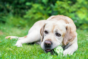 Labrador Retriever on green grass with a ball