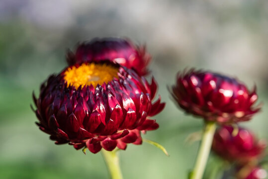 Immortelle &agrave; bract&eacute;esfleur