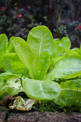 sustainable vegetable garden in the backyard - lettuce