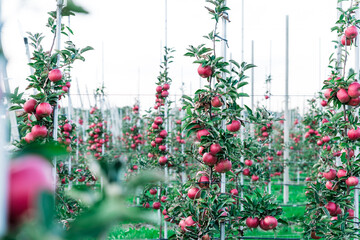 Apple plantation. Rows of apple trees growing in an orchard. Ripe red apples ready for harvesting and export