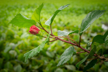 Floral Pattern Red flower bud green background.
