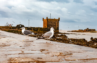 Fototapeta na wymiar seagull on the beach in essaouria