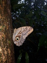 butterfly on a tree