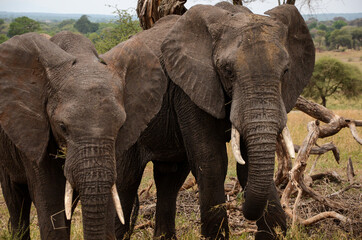 Fototapeta na wymiar Two elephants eating national park