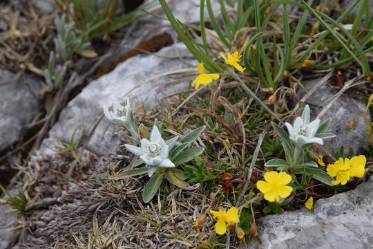 Carnia - fioriture estive di stelle alpine
