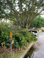 Photo showing a typical problem for many suburban home where massive Oak Tree Trimmings create a waste collection hazard