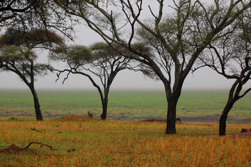 Fototapeta na wymiar Colorful savanna landscape with trees and fog