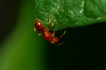 Close up image of a brown red ant on a green bean plant leaf. Isolated ant is seen in details as it...