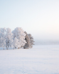 Obraz na płótnie Canvas Frost in January