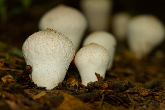 isolated image of Lycoperdon perlatum a.k.a common puffball mushroom, a white club shaped rough textured fungus growing on humid forest floor after rain. Image was taken in Maryland