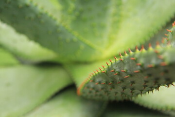 Naklejka premium spiky succulent