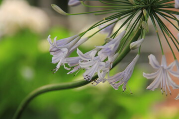 purple and white flowers