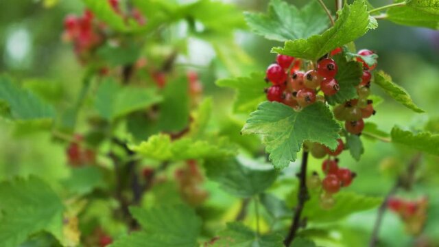 A Ripening Bunch of Red Currants on a Branch. Organic Agricultural Industry. (Red Currant, Ribes Rubrum) Berries Closeup on Green Natural Background.
