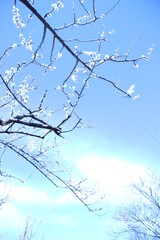 梅