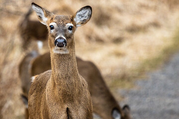 Deer at sunset in Conservation Area