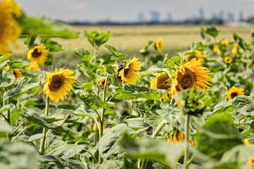 Field of yellow blooming sunflowers in the sun