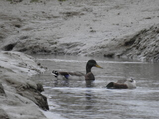 Muddy terrain and ducks on the water