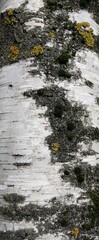 birch bark, texture