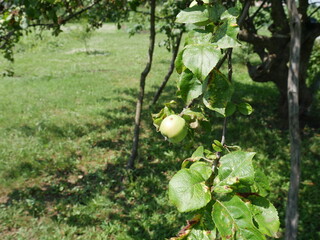 green apples on a tree