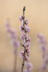 Daphne mezereum, commonly known as mezereum, mezereon, February daphne, spurge laurel or spurge...