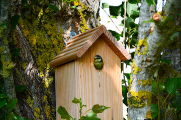 Mésange bleue juvénile