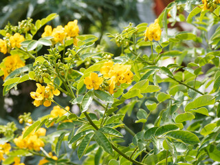 (Senna alexandrina) Alexandrinische Senna mit gelbe leuchtet Blütentrauben, glatte, paarig gefiederte Laubblätter, schmal-lanzettlich und spitz Blattfiedern 