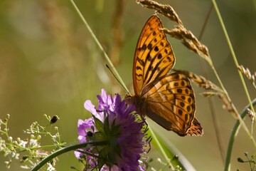 Orange butterfly on flower. Purple meadow flower. A butterfly sits on a flower. Bright butterfly in the meadow. Insects in the field 