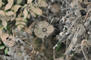 Small dirty spider web with sawdust.