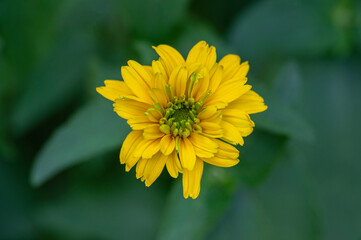 Obraz premium Heliopsis helianthoides double flower rought oxeye in bloom, yellow flowering flowers during summer in ornamental garden