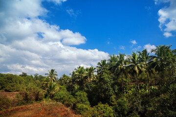 Fototapeta na wymiar Typical landscape of South Goa