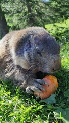 guinea pig in the grass