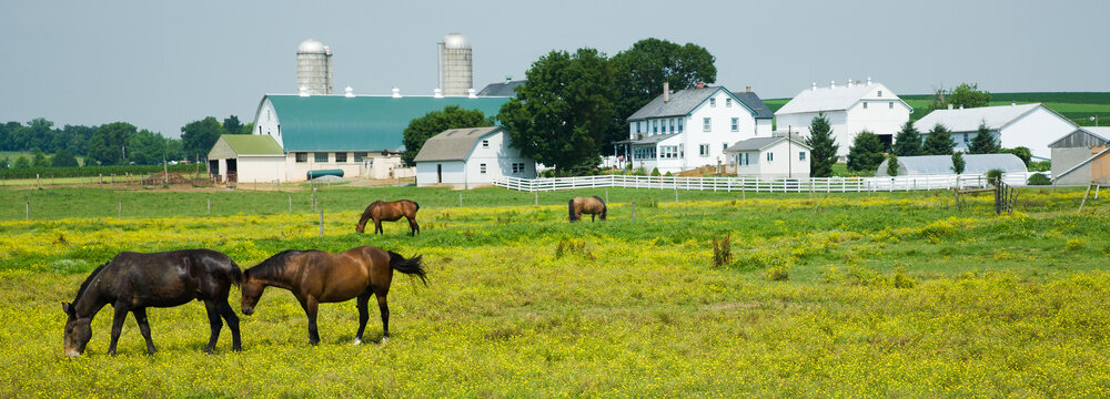 Amish farm with barn and horses in foregroundnear Intercourse, PA