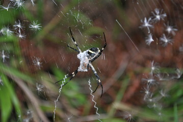 Spider eating its prey.