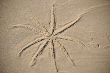 Starfish mold on the beach.