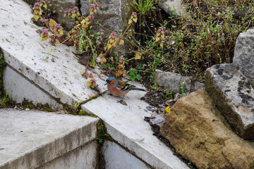 A bird sitting on a stone staircase in a city Park
