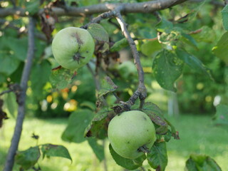 apples on a tree