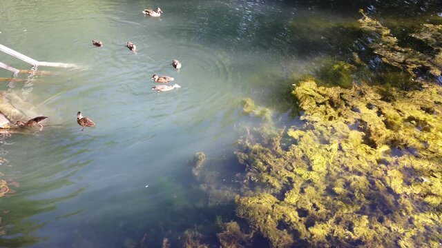 Duck flock swims in pond, people toss food ducks in pond