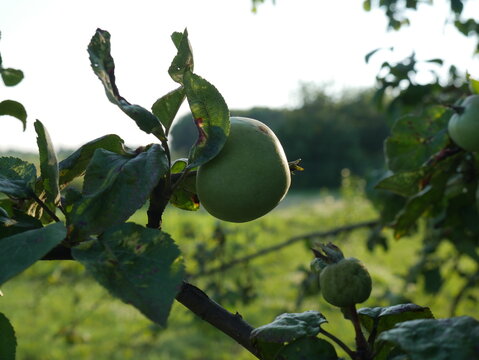 aple on a tree