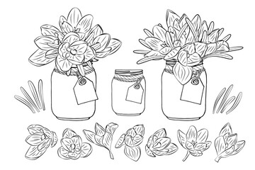 Hand drawn crocus flowers in mason jar clipart monochrome set. Floral design element. Isolated on white background. Vector illustration.