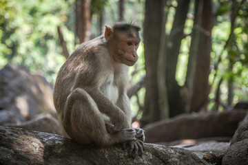 Portrait of indian macaque