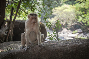 Portrait of indian macaque
