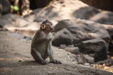 Indian macaque baby