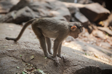 Curious Indian macaque baby