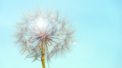 Dandelion silhouette against sunset with seeds blowing in the wind