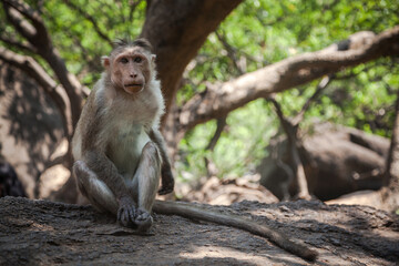 Naklejka na ściany i meble Portrait of indian macaque