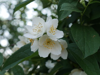 white flowers