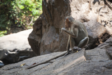 indian macaque male