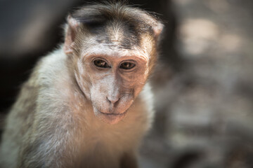 Portrait of indian macaque female