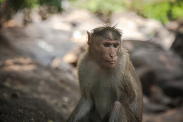 Portrait of indian macaque